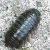 pillbug icon